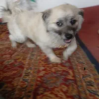 سگ فروشی زیبا