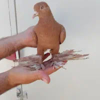 کبوتر لیمو  للهی ماده