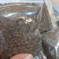 زیره سیاه کوهی کرمان