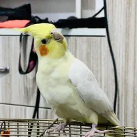 یه جفت عروس هلندی