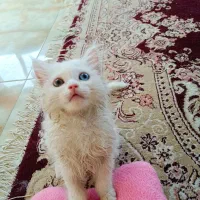 پرشین بریتیش ماده