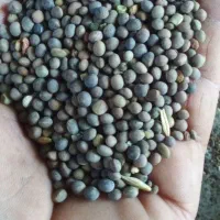 ماشک|خوردنی و آشامیدنی|بروجرد, |دیوار
