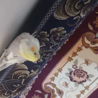پرنده
