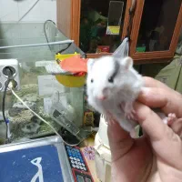 تعداد۱۰عددهمسترسوری وکمپل