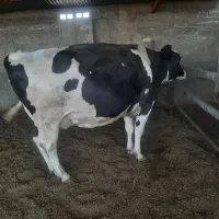 ماده گاو چاق درجه یک از گاوداری صنعتی
