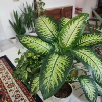 گل دیفن باخیا با گلدان سفالی