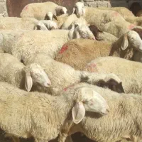 گوسفند داشتی جوان