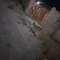 ماده سگ|سگ|چهاردولی, |دیوار