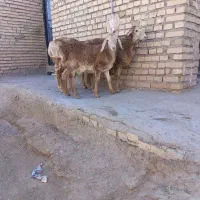 ۳بره نر