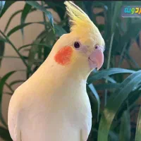 ۳ تا عروس هلندی ماده اماده جفت گیری