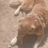 سگ گله|سگ|سملقان, |دیوار