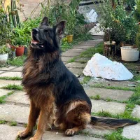 ژرمن شولاین