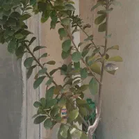 گل و گلدان