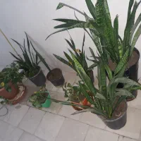 گل طببعی