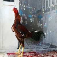 لاری
