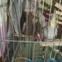 عروس هلندی