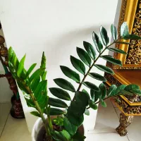 زاموفیلیا فروش ویژه