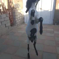 سه عددکهره نر