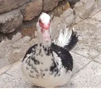 باسلام اردک ده ماهه قیمت یک میلیون تومان