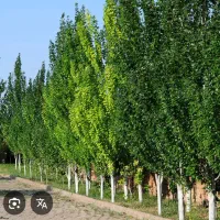 شریک و سرمایه گذار برای نهالستان صنبوبر