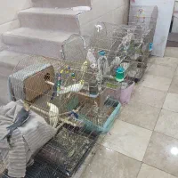 عروس هلندی