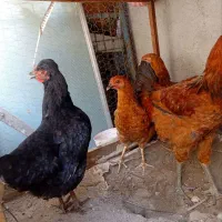 مرغ خروس جوجه محلی