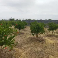 زمین باغی یا سرمایه گذاری