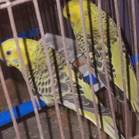 پرنده مرغ عشق