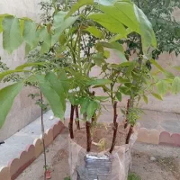 پیوند گردو|خدمات باغبانی و درختکاری|قروه, |دیوار