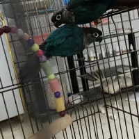 قناری،فنچ،گرینچیک