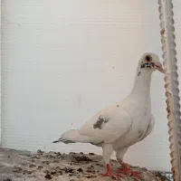 جوجه ابلغ  پر دم کوتاه آینده دار
