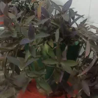 گل برگ بیدی بنفش