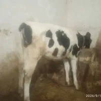 سلام یک رس گوساله ماده هلوشتاین