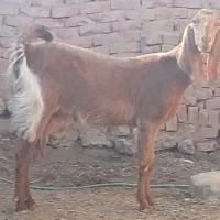 بز پاکستانی دوقلو زا