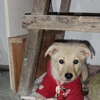 سگ اشتیپز