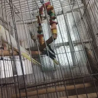عروس هلندی ماده