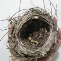 قناری سرحال  درجه یک ویه  جفت مرغ عشق دارم