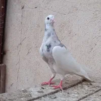 جوجه طوقی
