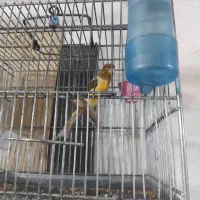 قناری اماده