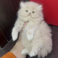 بچه گربه بریتیش اسکاتیش پرشین ناز