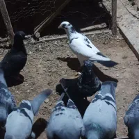 پلاکی