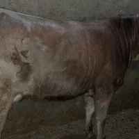 گاو گوساله تلیسه قربانی چاق