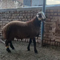 بره قوچی شال