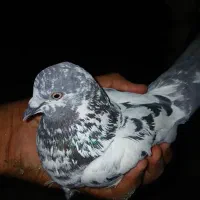 کبوتر کله ایی