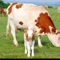 خرید گاو و گوساله دست پا شکسته و حذفی