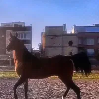 خرید و فروش و پانسیون اسب اصفهان