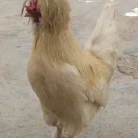 تخم مرغ نطفه دار لهستانی