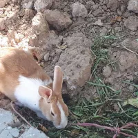 واگذاری تعدادی خرگوش بصورت رایگان