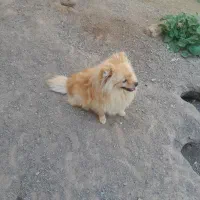 توله پامر