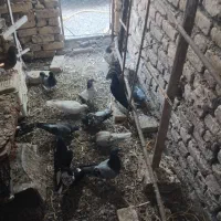 سلام تعدادی کبوتر معاوضه میکنم با جوجه عروس